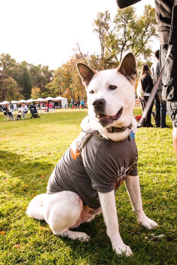 /Images/uploads/Humane Society of Utah/HSU2018/entries/4203thumb.jpg